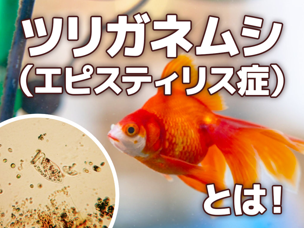 ツリガネムシとは！金魚のエピスティリス症の治療・対策についてを解説のサムネイル画像