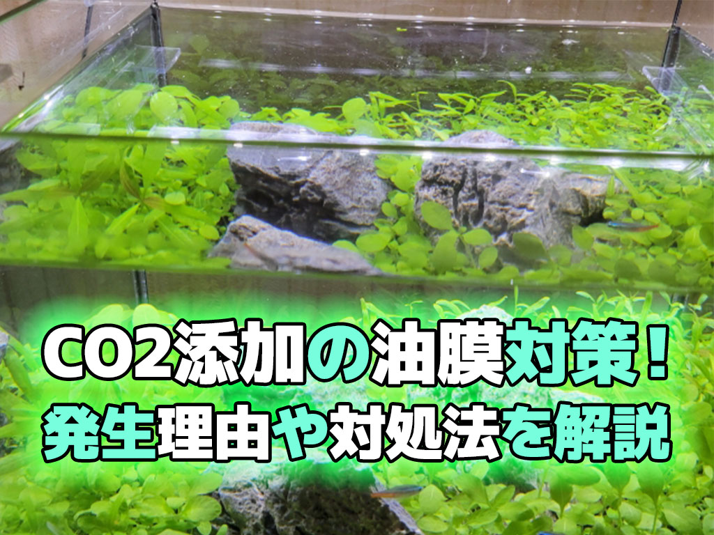 CO2添加の油膜対策！水草水槽で油膜が発生する理由と対策方法を解説のサムネイル画像