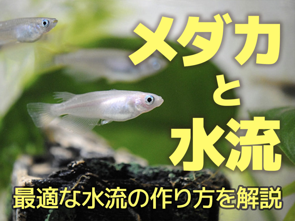 メダカと水流！メダカに最適な水流の作り方を水槽・飼育容器別に解説のサムネイル画像
