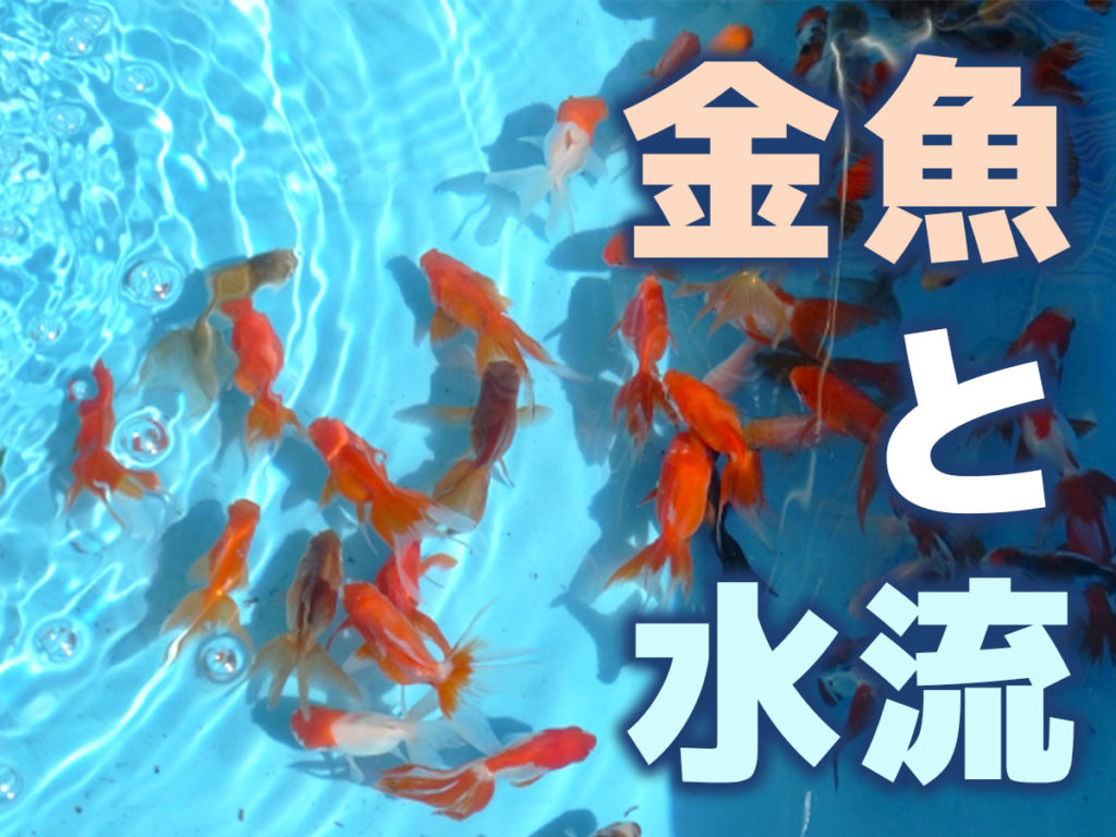金魚と水流!水流のメリットと金魚飼育に最適な水流・作り方を解説のサムネイル画像