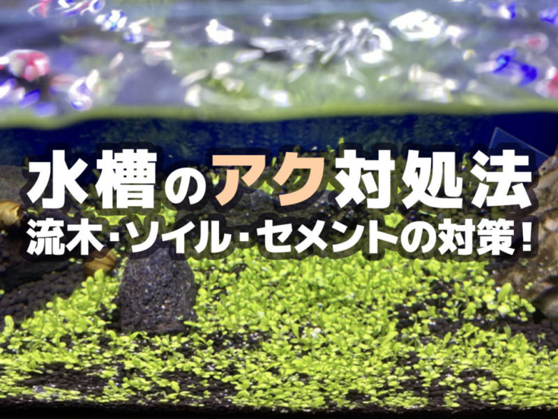 水槽のアク対処法・流木ソイルセメント対策の見出し画像
