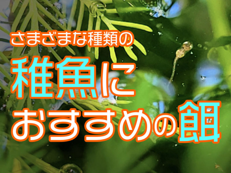 稚魚の餌おすすめ10選!メダカ・金魚・熱帯魚の育成に向いた餌とは
