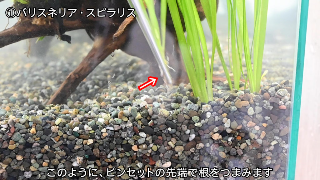 ピンセットで水草の根をつまみ砂利に植える様子