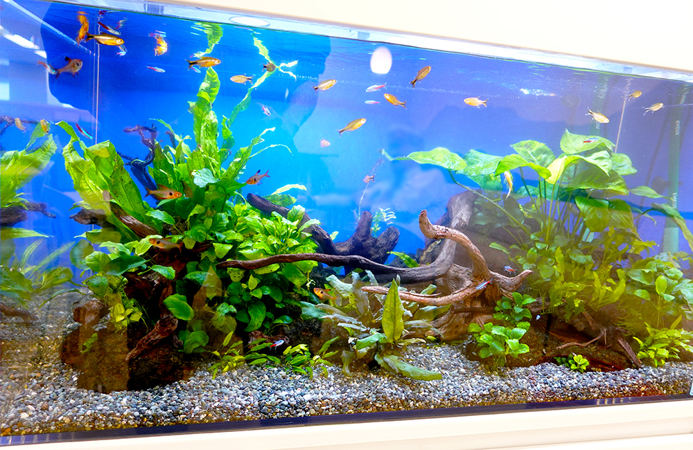 青い背景の水槽で泳ぐ小型カラシンと水草のレイアウト