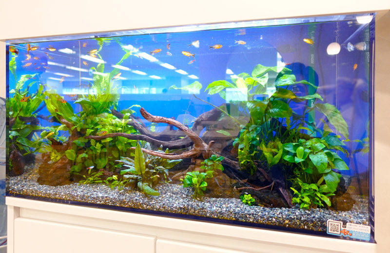 企業様のオフィスに水槽レンタル!月1回のメンテナンスで管理している90cm淡水魚水槽 水槽画像4