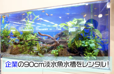企業様のオフィスに水槽レンタル！月1回のメンテナンスで管理している90cm淡水魚水槽