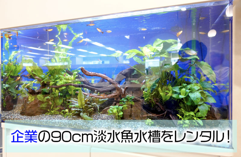 企業様のオフィスに水槽レンタル!月1回のメンテナンスで管理している90cm淡水魚水槽 水槽画像1