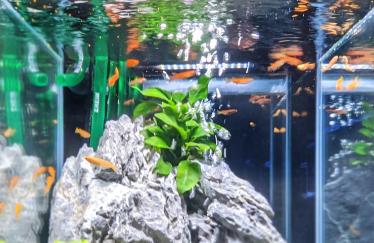 石組み水槽を泳ぐメダカとアヌビアス類の水草配置