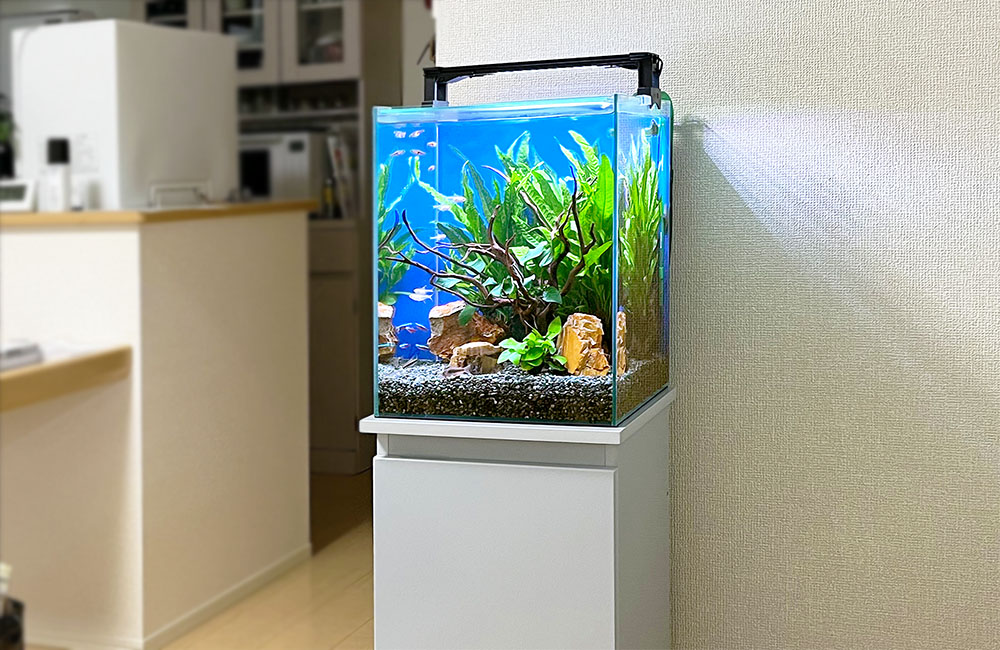 白い水槽台に置かれた流木と水草の小型水槽レイアウト