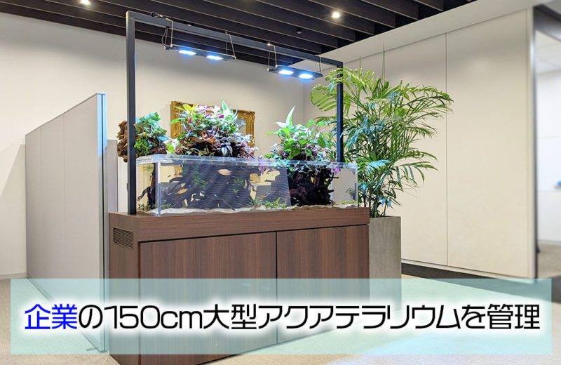 企業様の150cm大型アクアテラリウム水槽!その後の様子 水槽画像1
