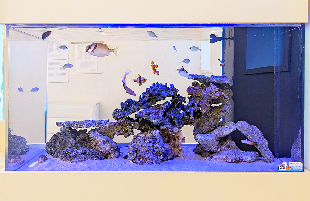 海水魚とライブロックを配置した大型水槽の全景