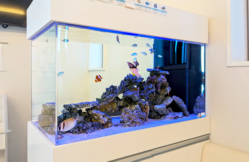 白い水槽台に設置された海水魚が泳ぐ大型水槽の全景