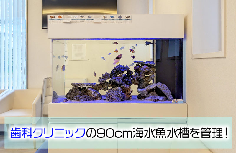 歯科クリニック様の90cm海水魚水槽を定期メンテナンス!その後の様子 水槽画像1