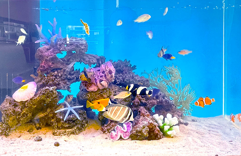 サンゴ岩と多彩な海水魚が泳ぐ青い背景の海水水槽