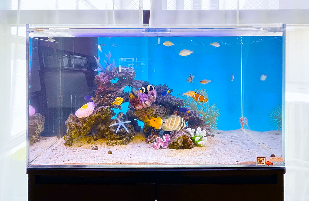 海水魚とサンゴ岩を配置した青い背景の大型水槽