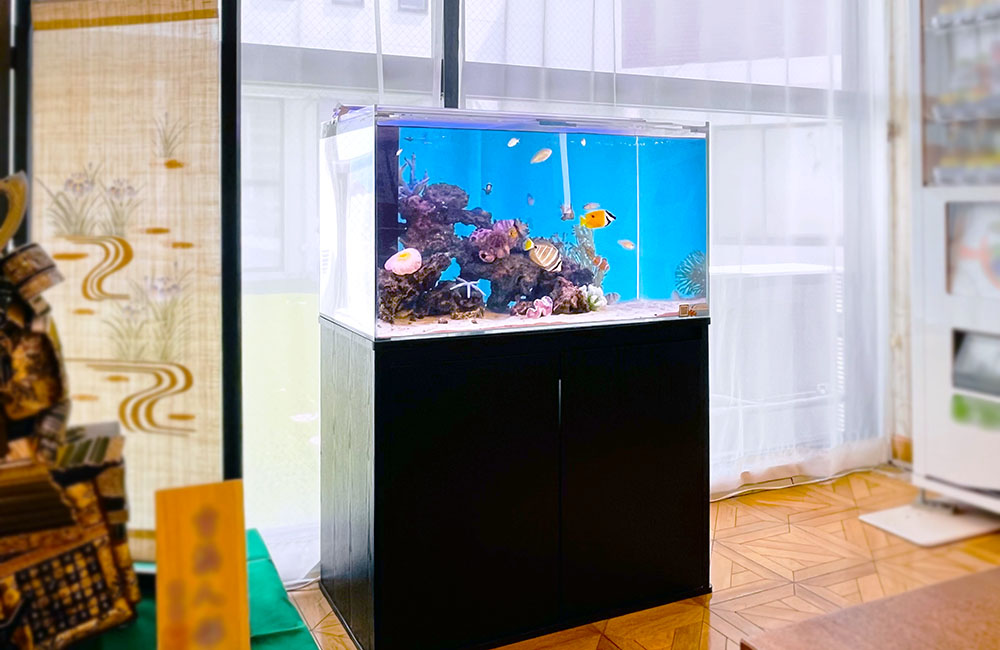 黒い水槽台に設置された海水魚が泳ぐ大型水槽