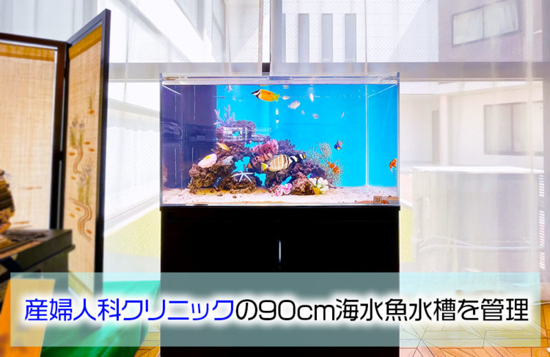 産婦人科クリニック様の90cm海水魚水槽をメンテナンス！その後 水槽画像１