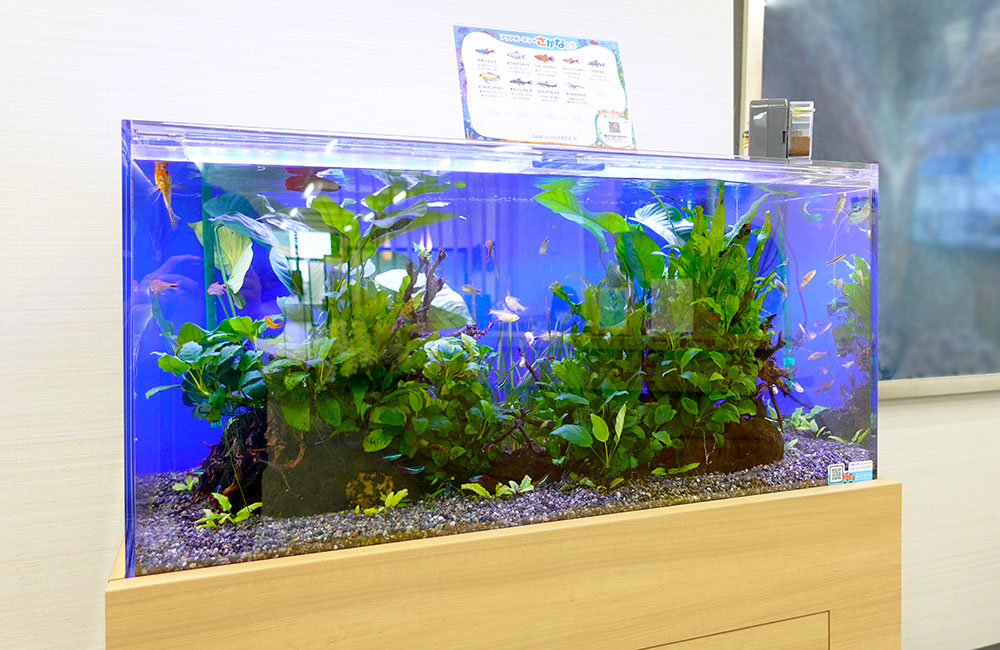青い背景に水草と小型魚が泳ぐ横長の水槽レイアウト