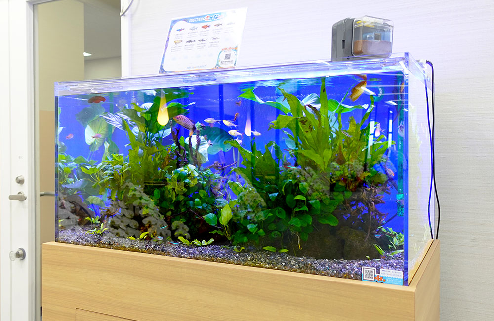 水草と小型熱帯魚が泳ぐ青い背景の大型水槽セット