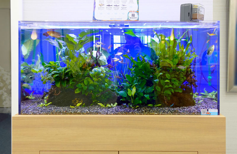 企業様のエントランスに90cm淡水魚水槽をレンタル!木目の水槽台で設置 水槽画像3