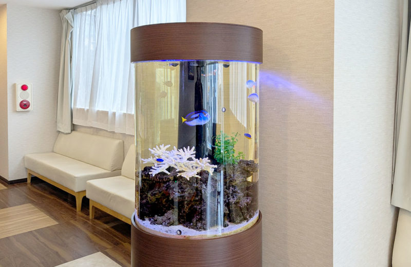 皮膚科クリニック様の直径60cm円柱水槽を定期メンテナンス！その後 水槽画像２