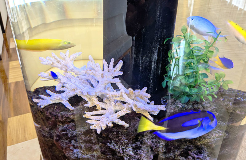 皮膚科クリニック様の直径60cm円柱水槽を定期メンテナンス！その後 水槽画像３