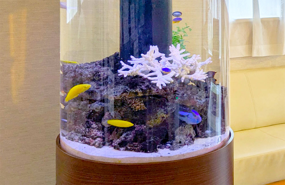 円柱水槽で泳ぐ黄色い海水魚と白いサンゴのレイアウト