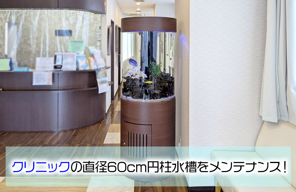 クリニックの直径60cm円柱水槽をメンテナンスの見出し画像