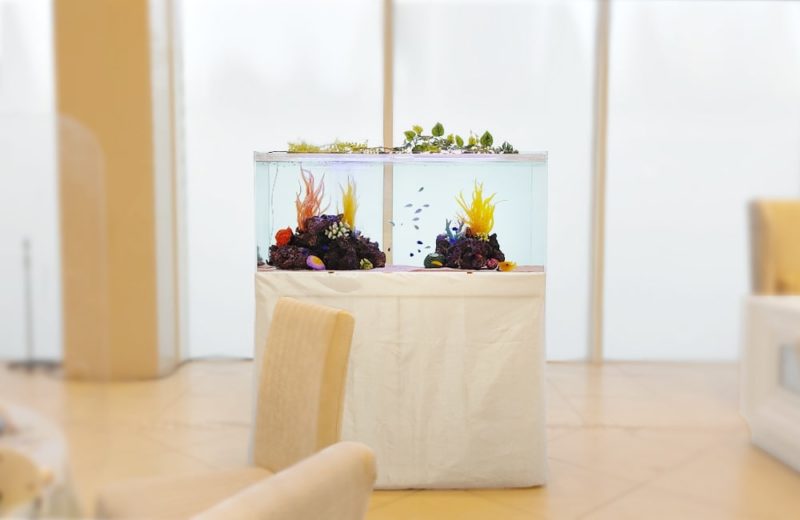人工サンゴと小型魚が泳ぐ明るい室内の水槽