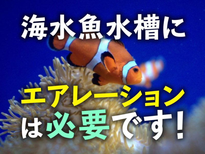 海水魚水槽にエアレーションは必要です!の見出し画像
