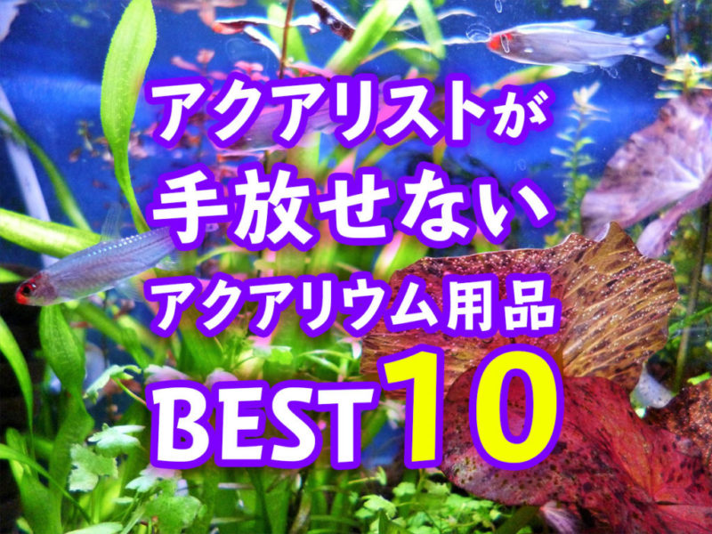 手放せないアクアリウム用品BEST10の見出し画像
