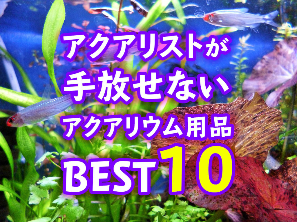 【水槽管理のプロ必需品】これだけは手放せないアクアリウム用品ベスト10のサムネイル画像
