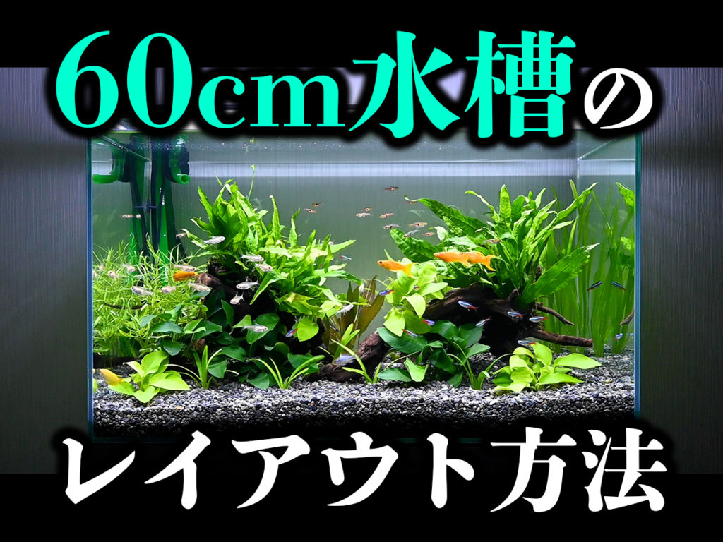 60cm水槽のレイアウト手順を1から解説！プロが行う配置法とは！のサムネイル画像
