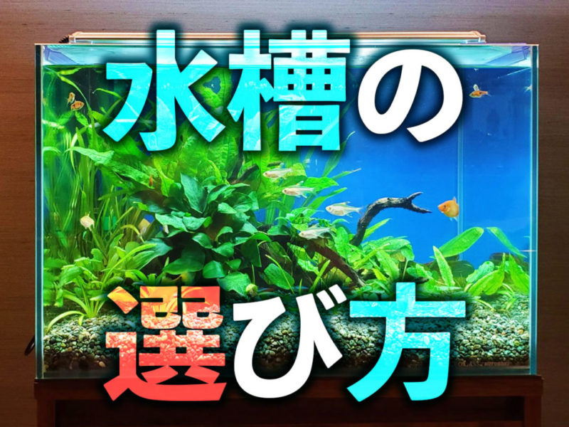 水槽の選び方の文字と熱帯魚が泳ぐ水槽の見出し画像