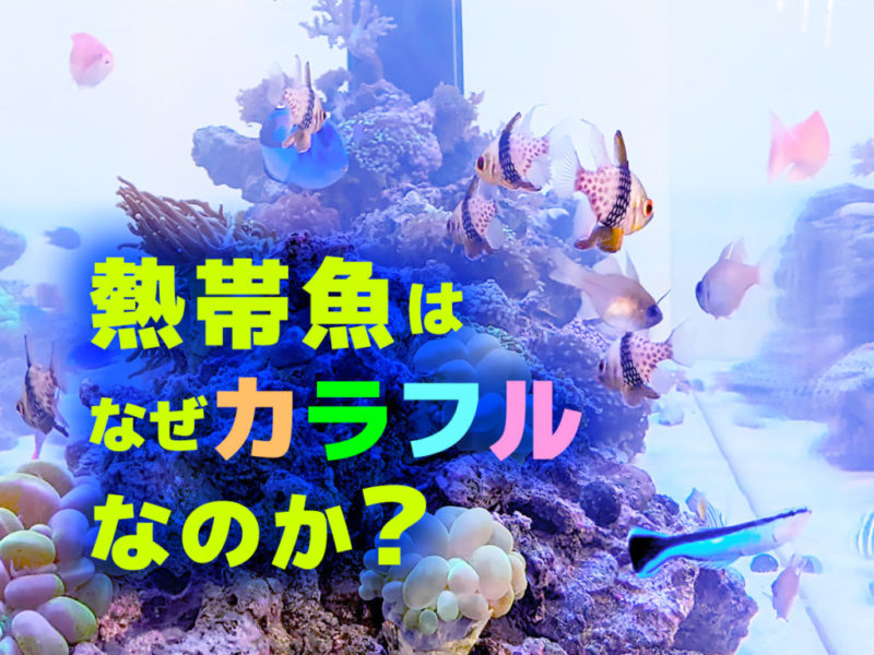 熱帯魚はなぜカラフルなのか？の文字と海水魚水槽の見出し画像