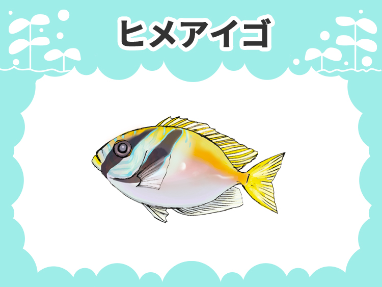 ヒメアイゴのお魚図鑑