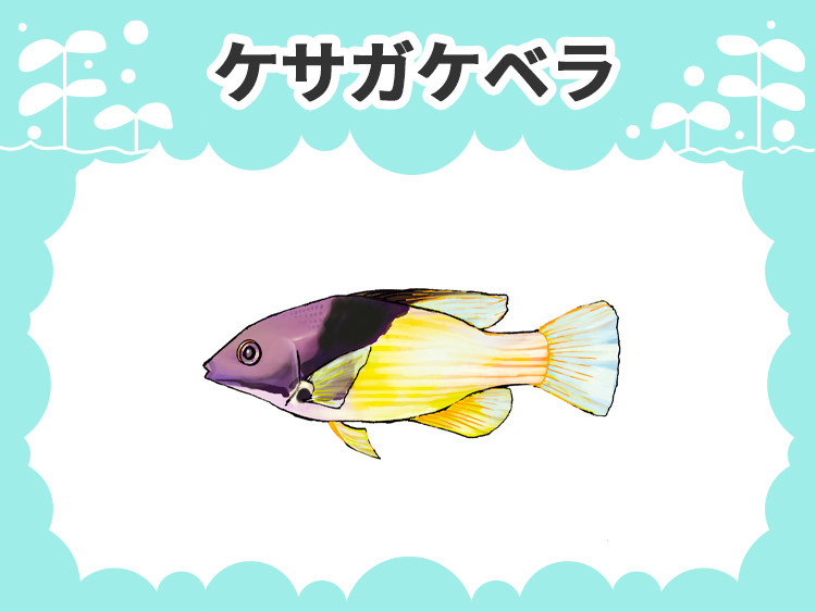 ケサガケベラのお魚図鑑