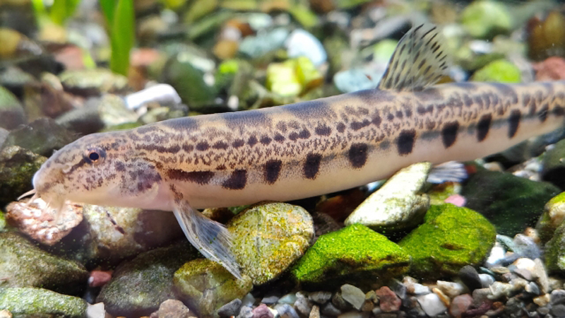 砂利の上に静止するドジョウの仲間と水槽底面の小石