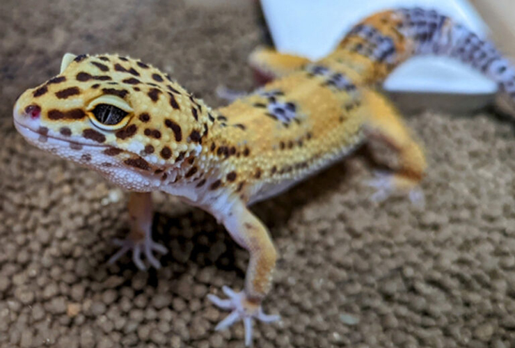 茶色の床材の上にいるヒョウモントカゲモドキの全身像