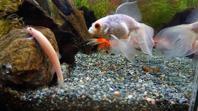 水槽内を泳ぐ金魚と石に寄り添うドジョウの仲間