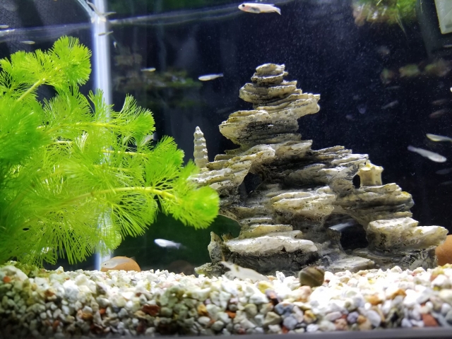 水草と岩のオブジェが置かれたメダカの水槽内景
