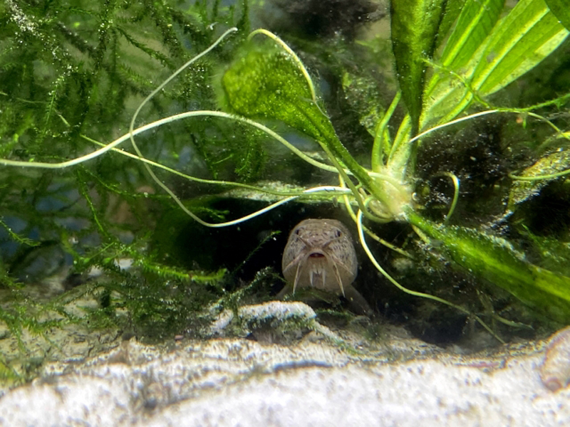 水草の陰から顔を出すコリドラスの仲間