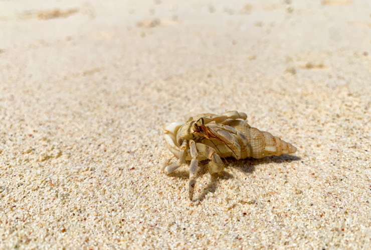白い砂浜の上を歩く小さなヤドカリの姿