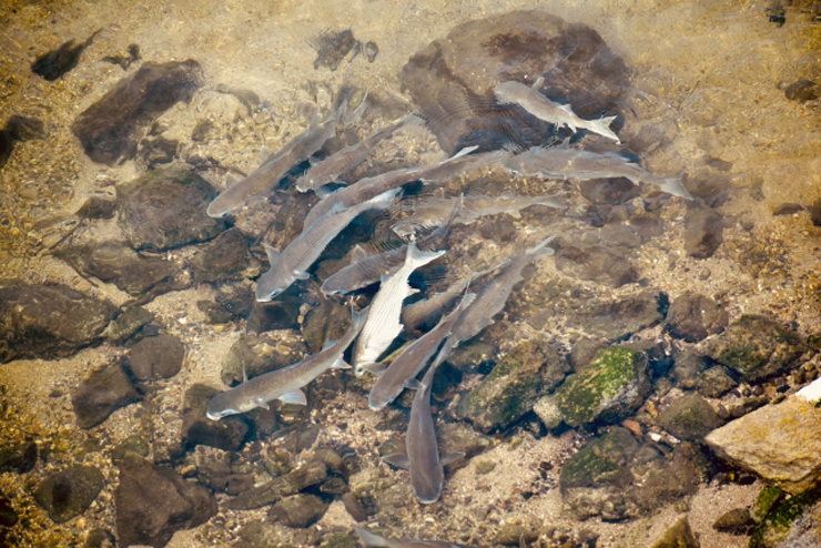 岩の多い浅瀬を泳ぐ川魚の群れと水底の石の風景