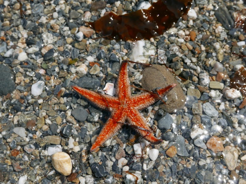 砂利の浜辺に打ち上げられた赤いヒトデと海藻の破片