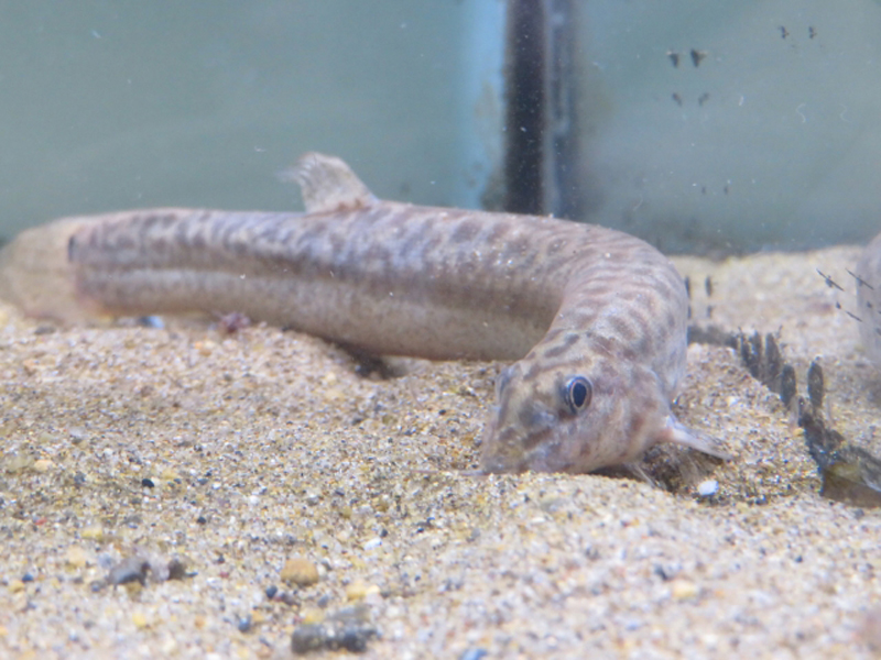 水槽の底砂に顔を近づけるドジョウの仲間