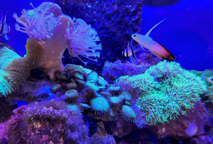 青い照明に照らされたサンゴ礁と泳ぐ海水魚の水槽内景