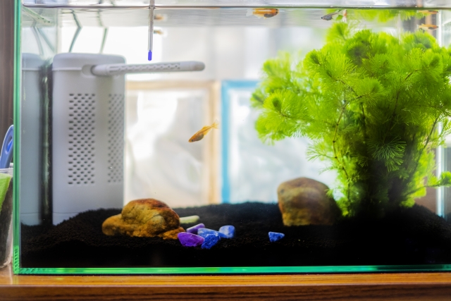 水草とメダカが泳ぐ投げ込み式フィルター設置の水槽