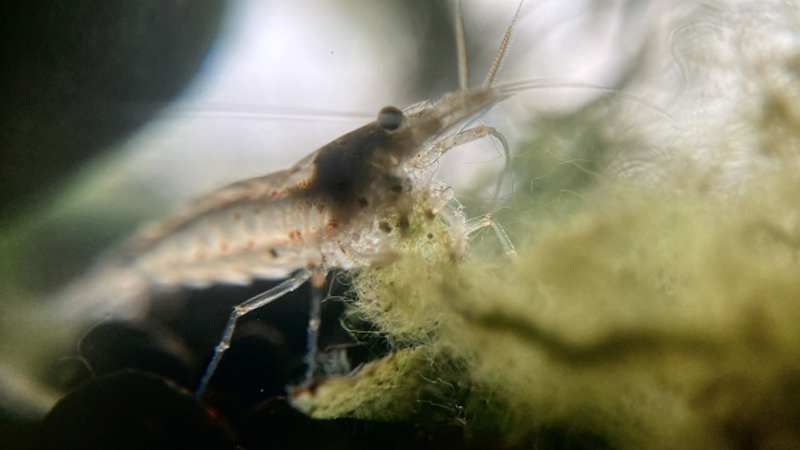 水草に付着した藻類を食べるヌマエビの仲間
