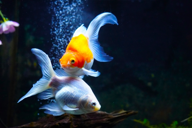 水槽内を泳ぐ紅白と白の長い尾ヒレを持つ二匹の金魚